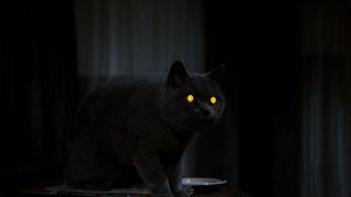 Church with glowing eyes in the dark in Pet Sematary