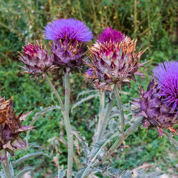 History Of Rouge D'Alger Cardoon | Gardening Know How