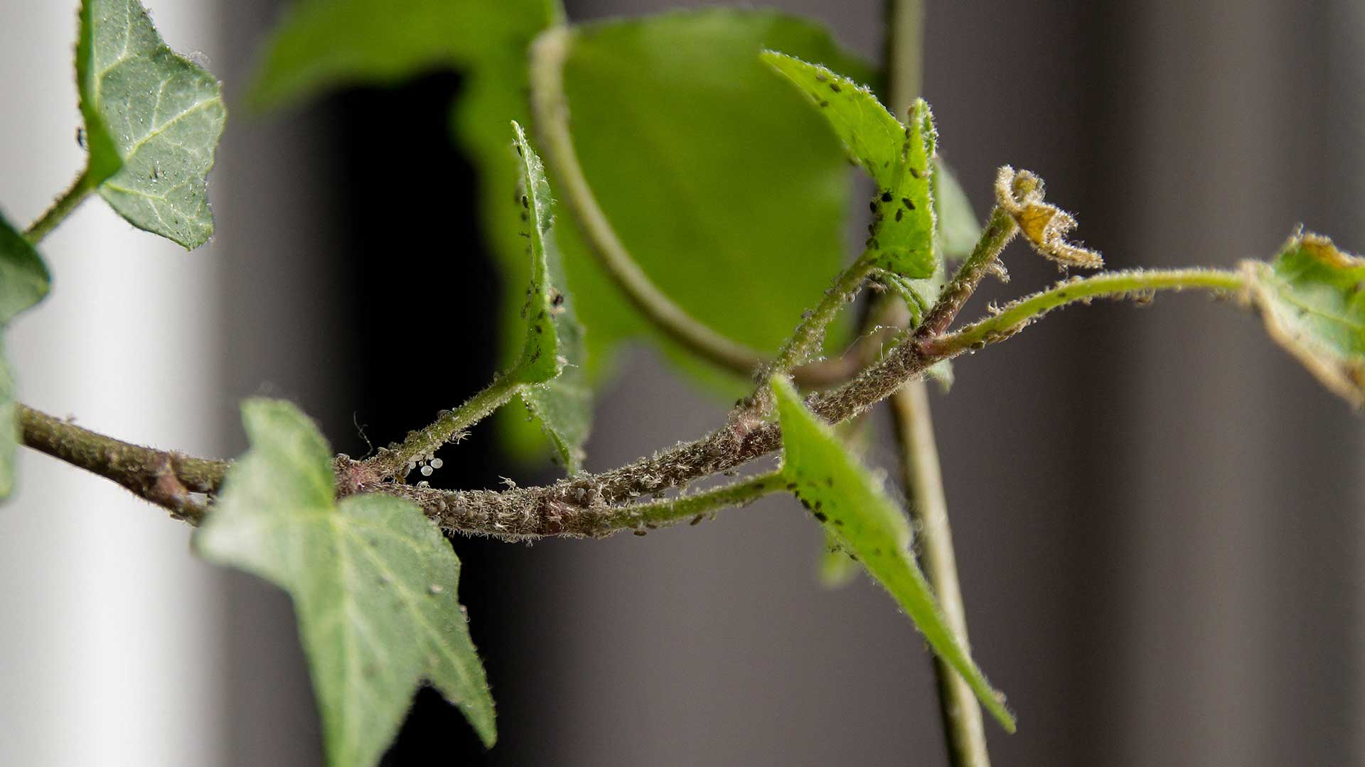 aphids on indoor ivy