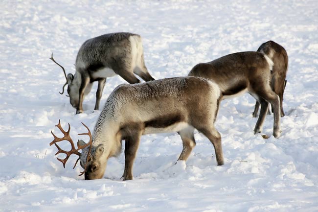 6 Surprising Facts About Reindeer | Live Science