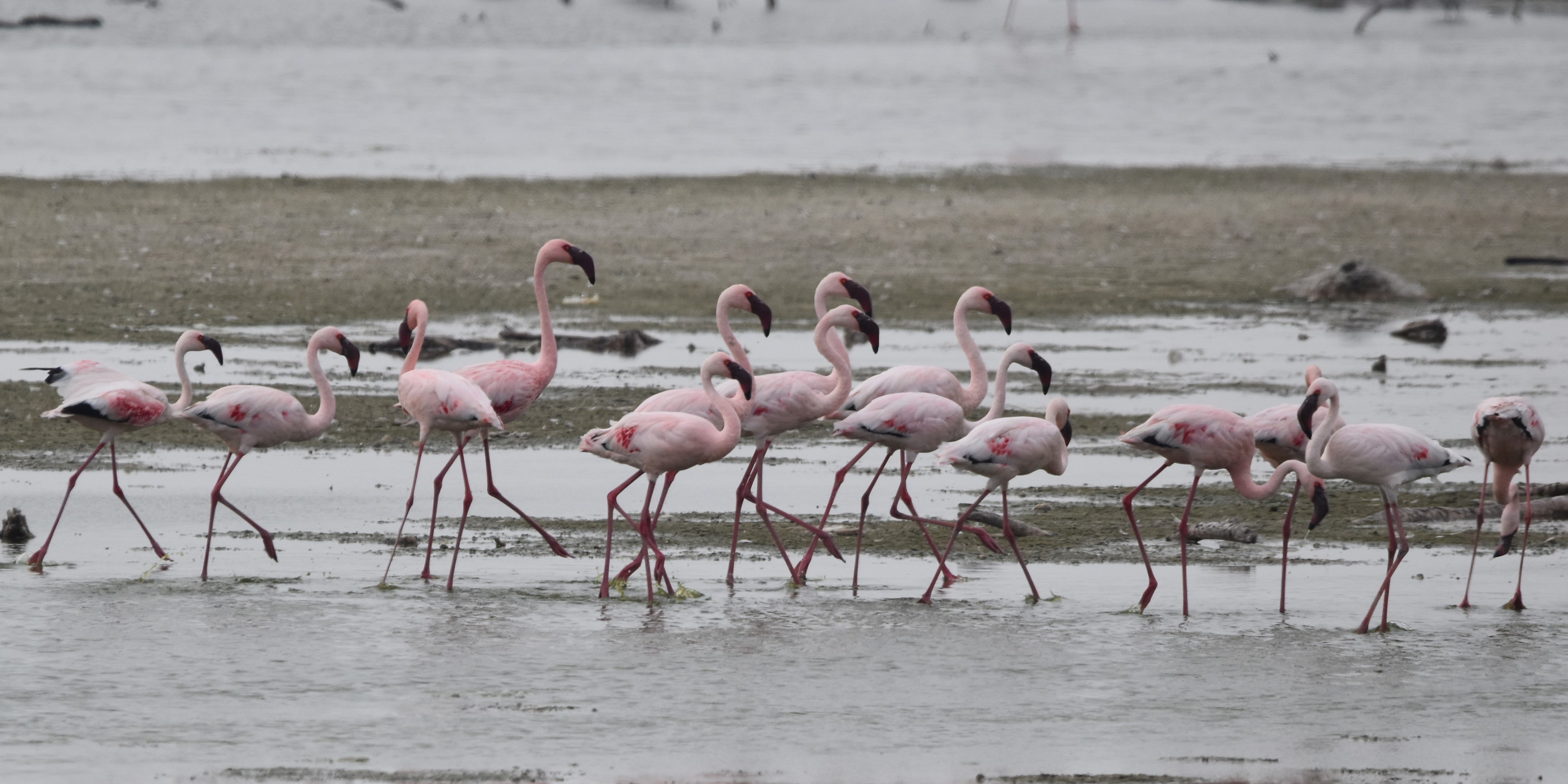 Flamingos in Cape Town
