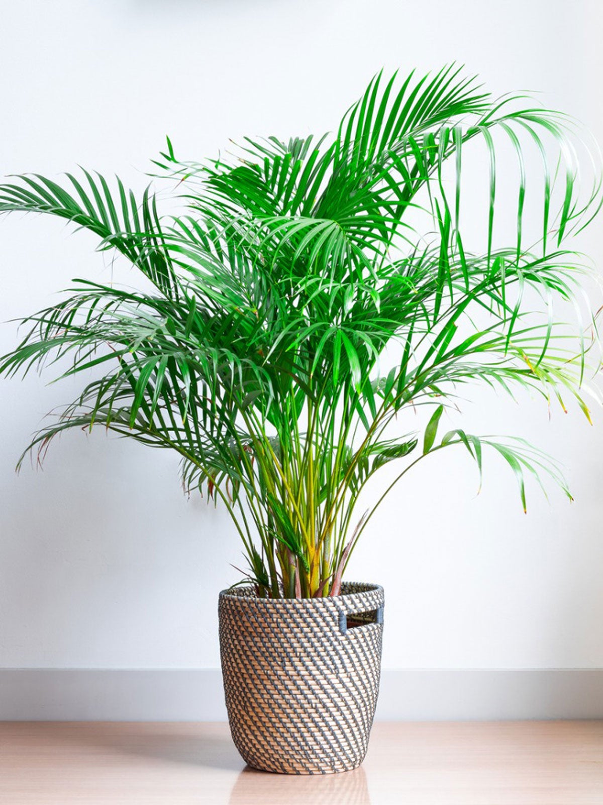 Areca Palm Plants How To Grow Areca Palm Houseplant Gardening Know How