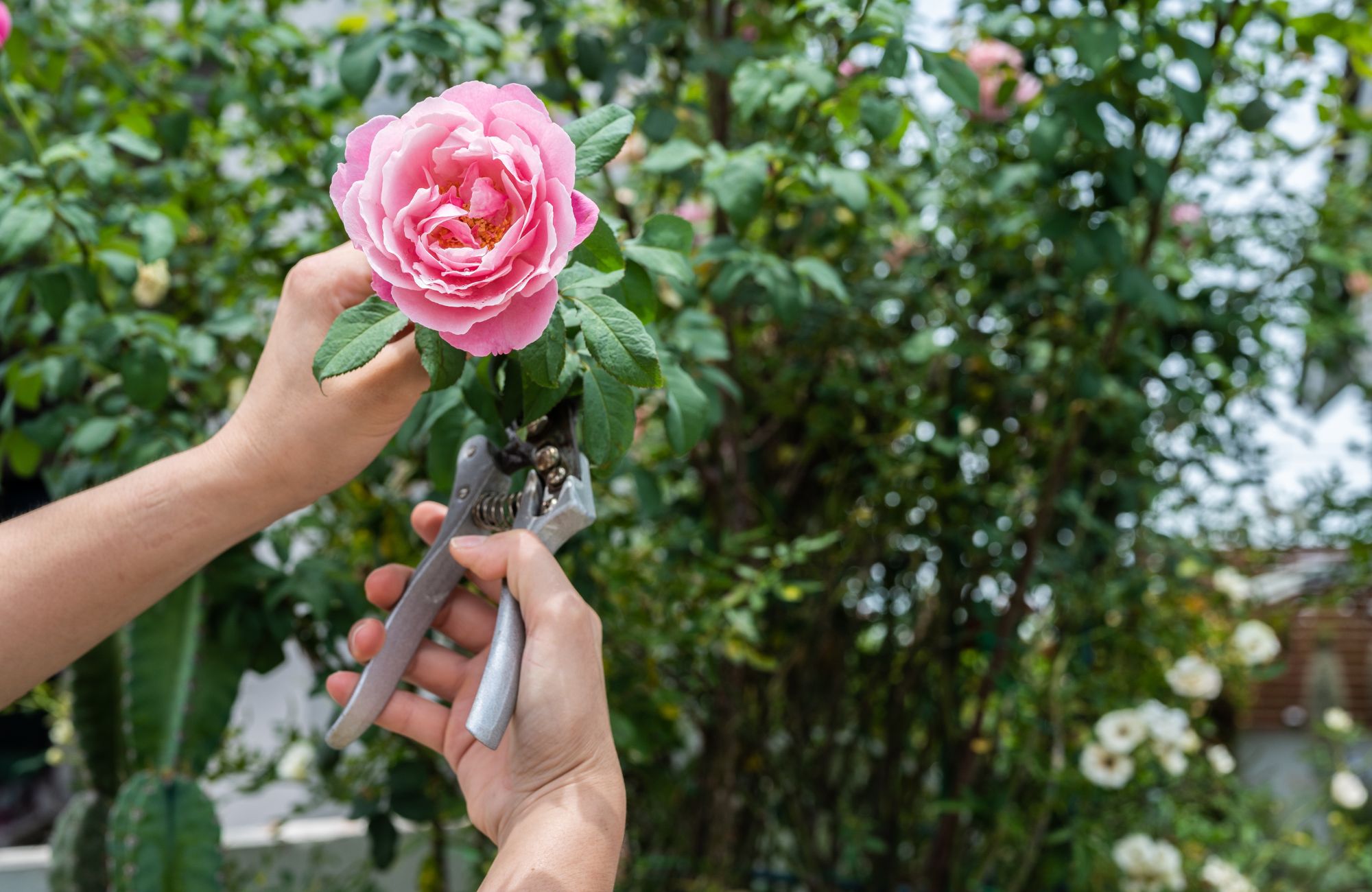 Cropped shot view of someone trying to cut a roses from rose bush