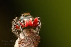A Canadian jumping spider.