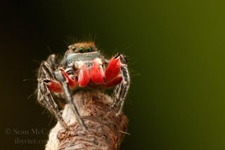 A Canadian jumping spider.