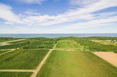 Vineyard-drone-by-Conor-Harrigan.jpg