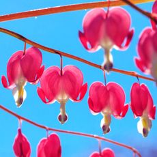 Bleeding heart flowers against a blue sky