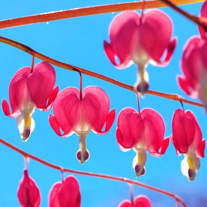 Bleeding heart flowers against a blue sky