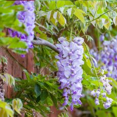 Close-up of wisteria growing around an English home