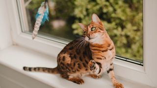 Bengal cat