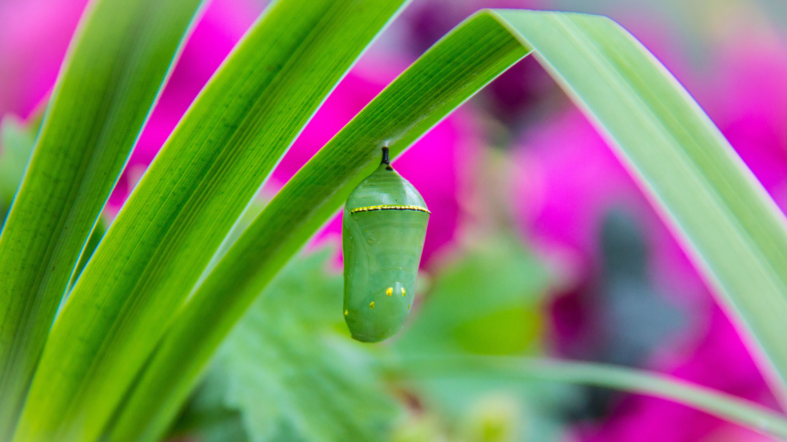 chrysalis hanging from grass in garden