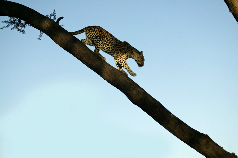 National Geographic's Unlikely Leopard