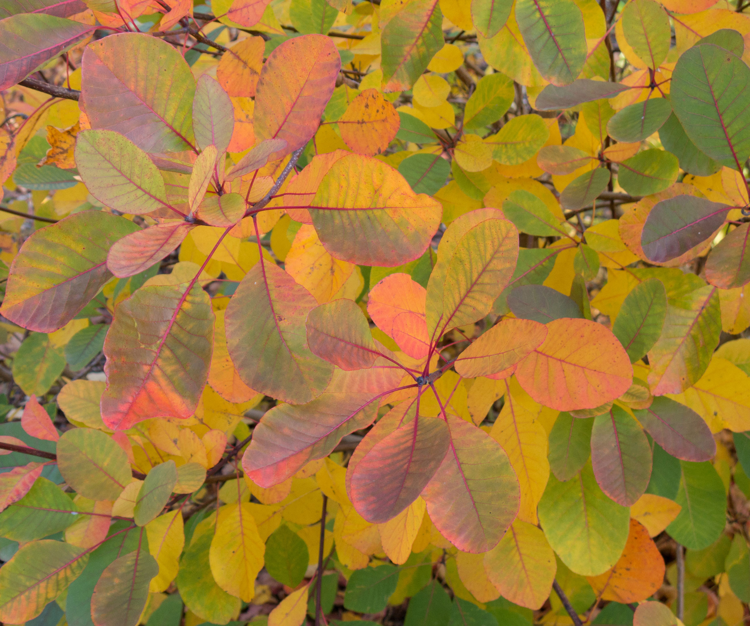 American smoke tree showing fall foliage colors