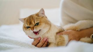 Ginger and white cat growling on a bed