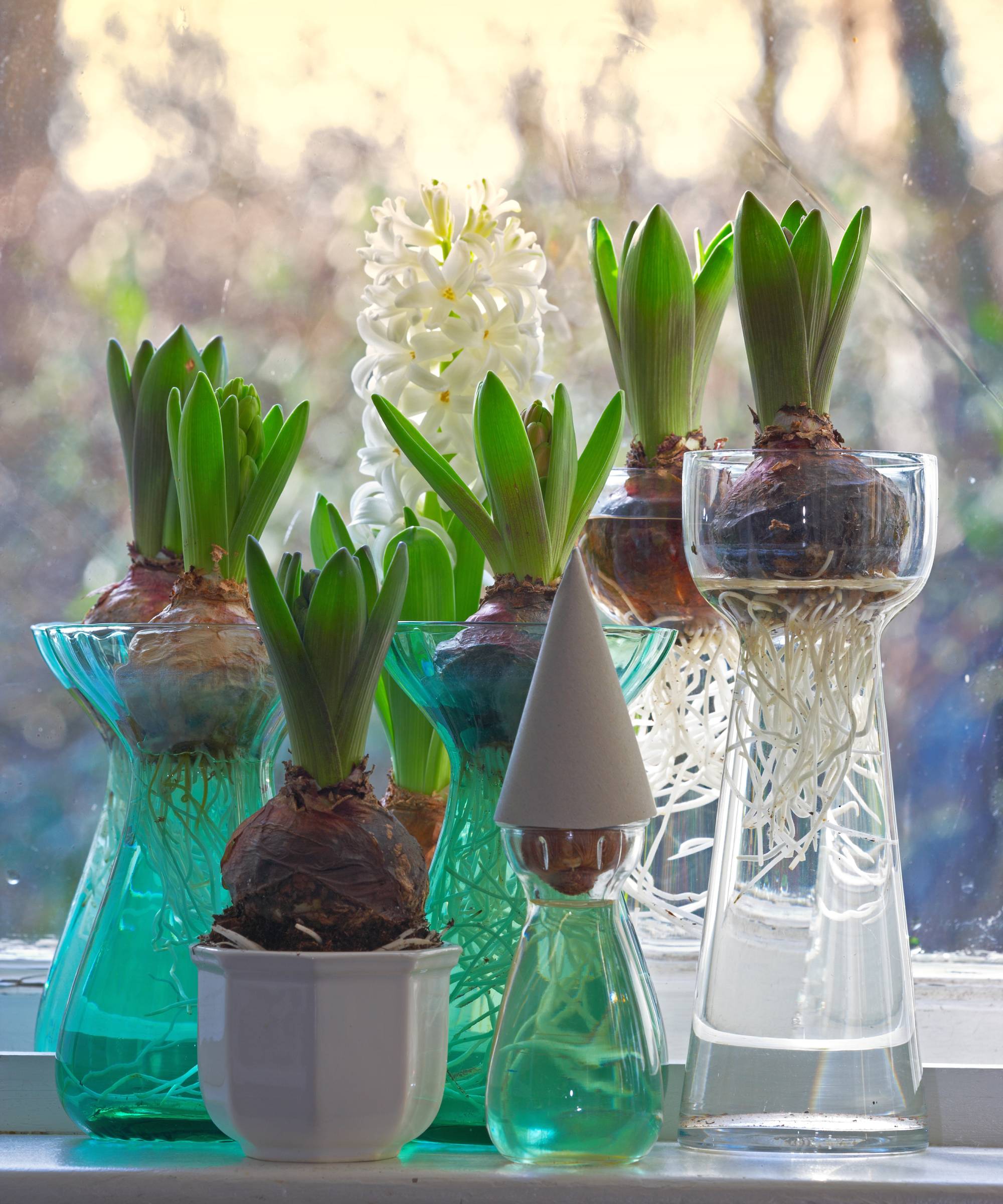 Hyacinth bulbs in forcing vases