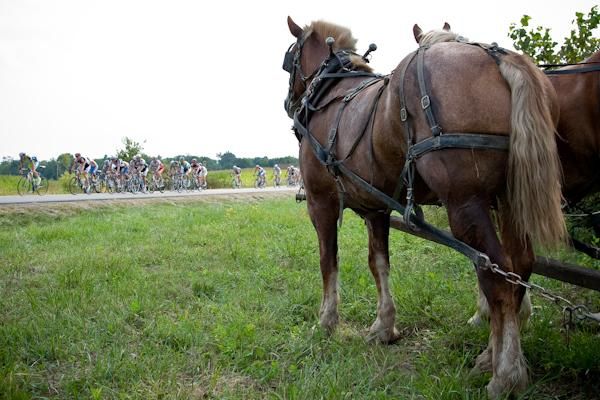 Amish draft horses along the route get a good view of the race.