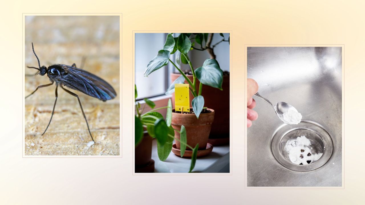  composite image of a gnat, a gnat sticky trap and a person cleaning their sink drain to master how to get rid of tiny black flies in the house