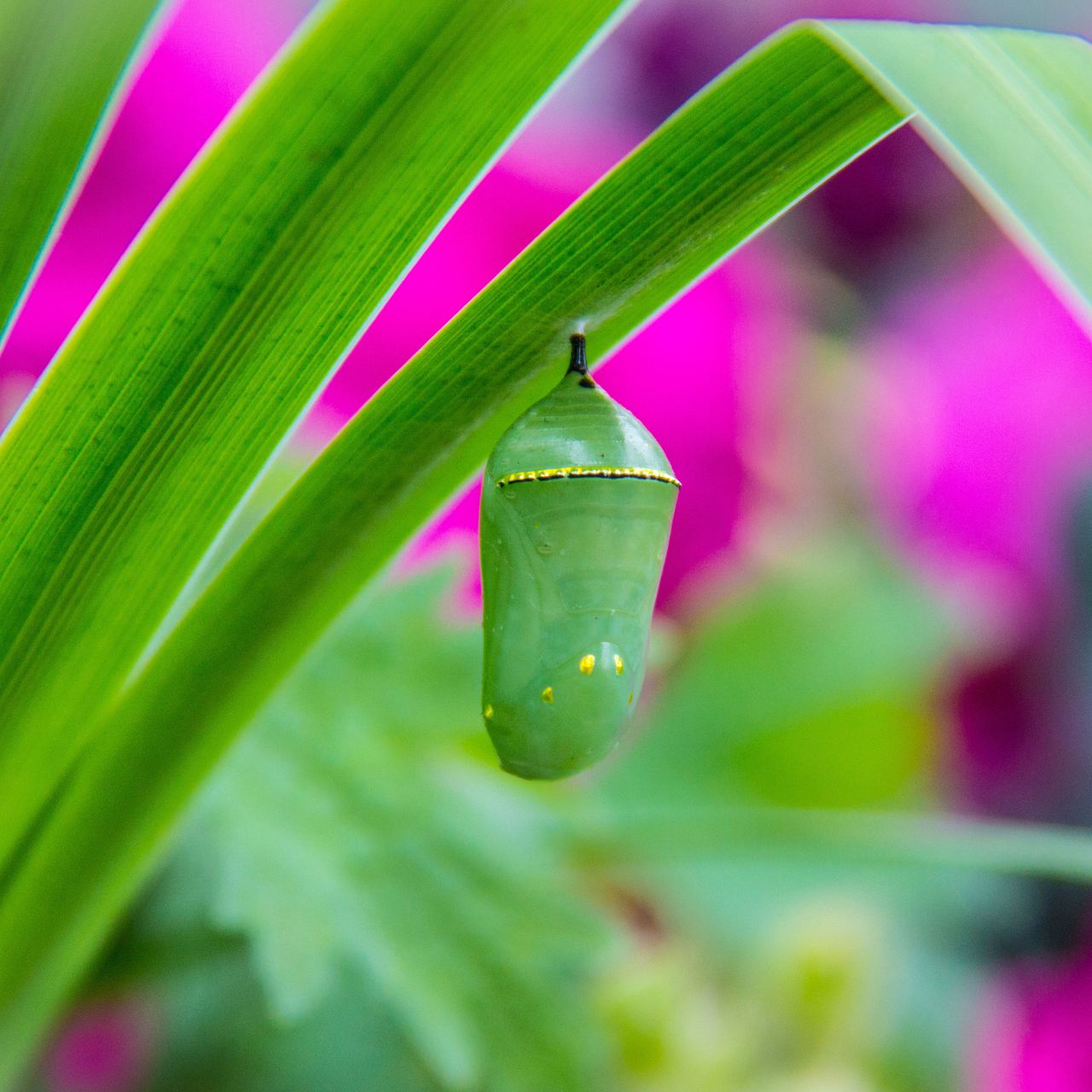 What Do You Do If You See A Chrysalis In Your Yard? How To Move A Chrysalis Or Cocoon – And When To Leave It Alone