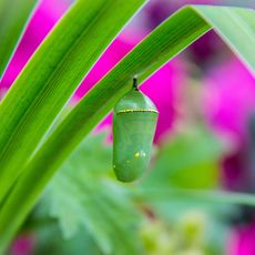chrysalis hanging from grass in garden