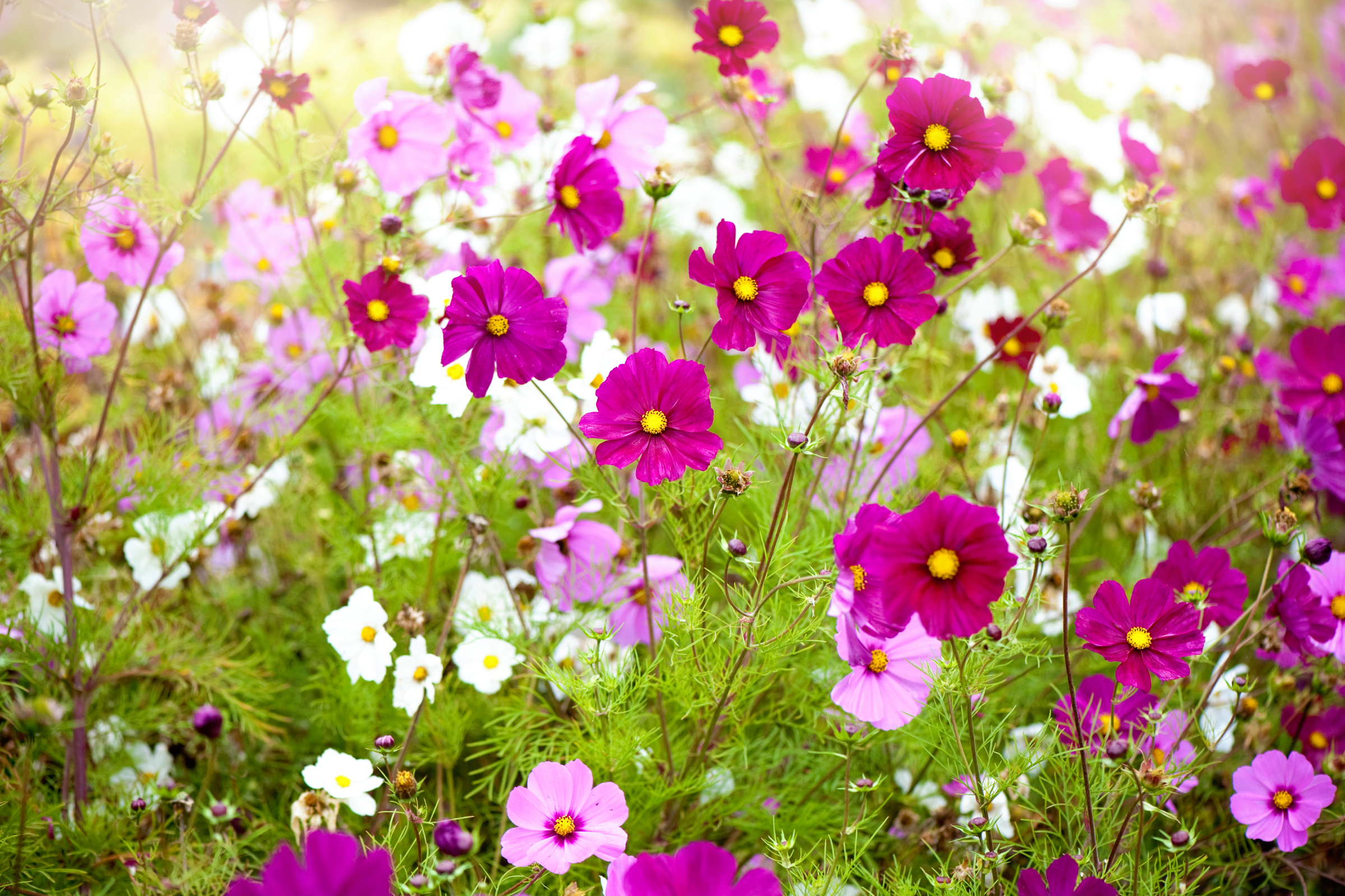 pink and white cosmos flowers growing in a summer garden