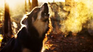 Dog barking in golden light