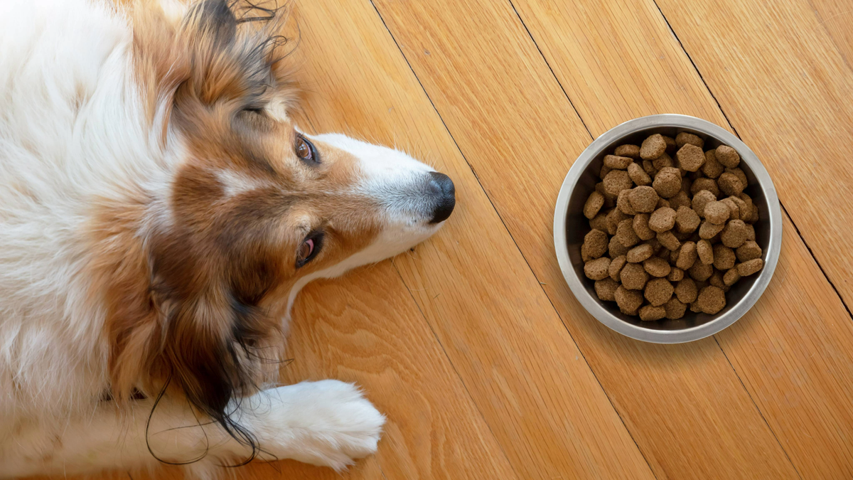 Dog not eating, lying down in front of a bowl of dry dog food, looking up at the camera with its paw out