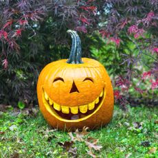 Homegrown carved jack o'lantern in a garden