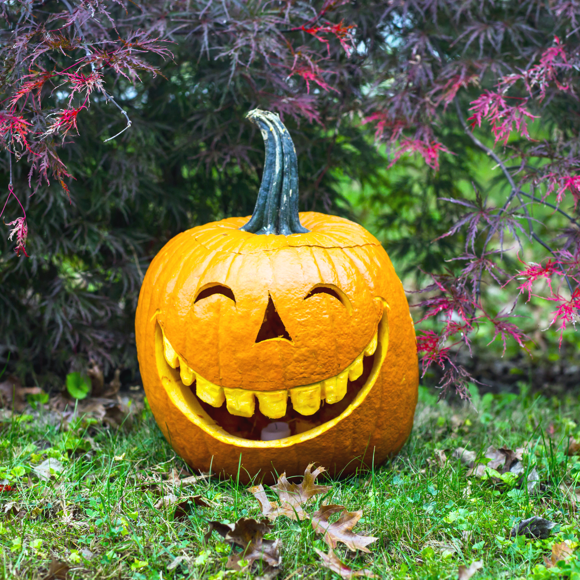 Homegrown carved jack o'lantern in a garden