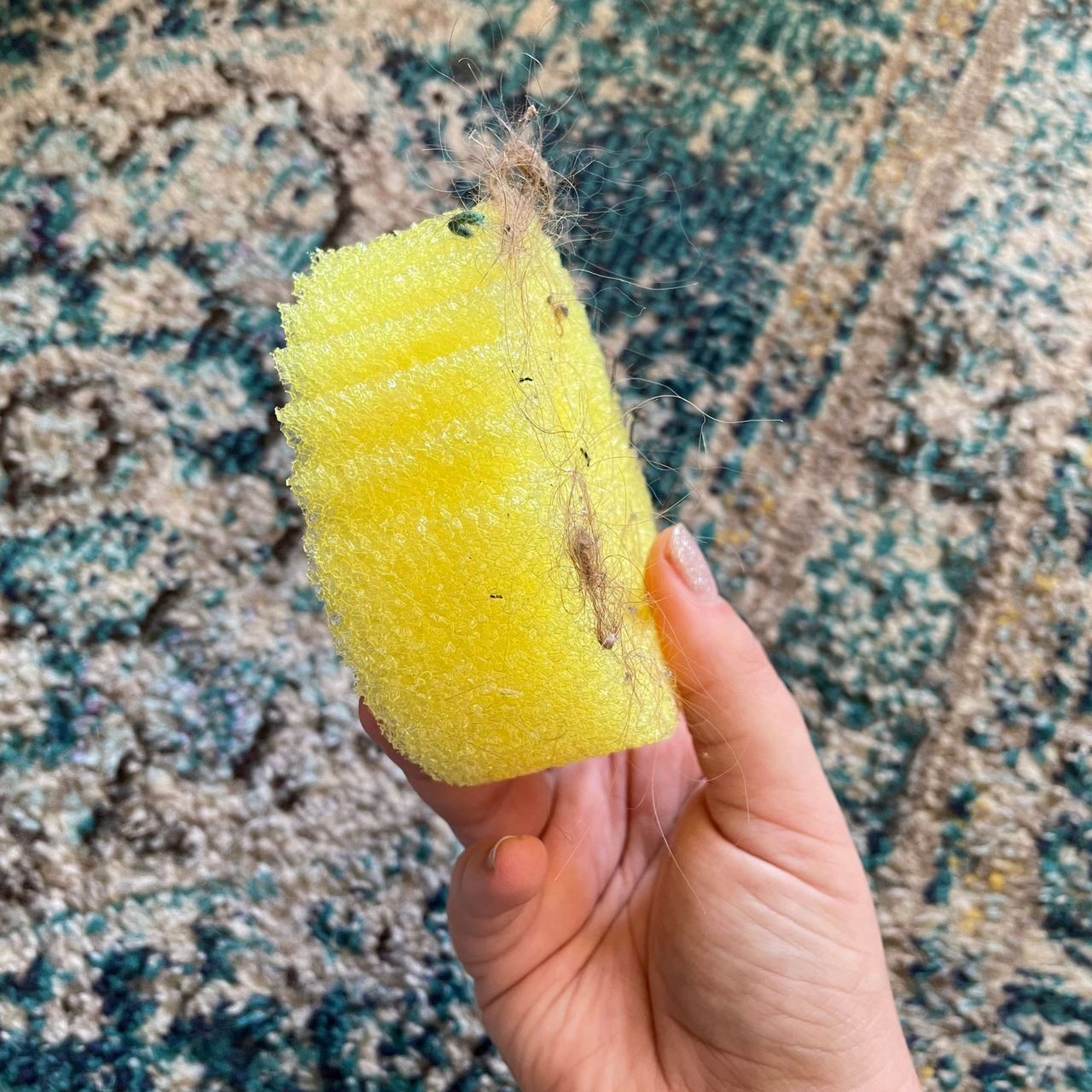 Holding a Scrub Daddy covered in hair above a blue rug