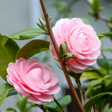Two pink camellias.
