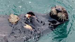 A sea otter (Enhydra lutris) floats on its back while holding a piece of crab it cracked open with a stone in Monterey Bay, California.