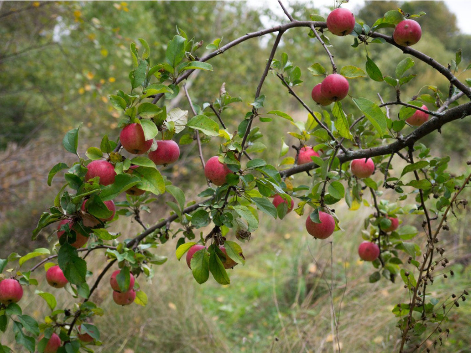 Wild Apple Trees