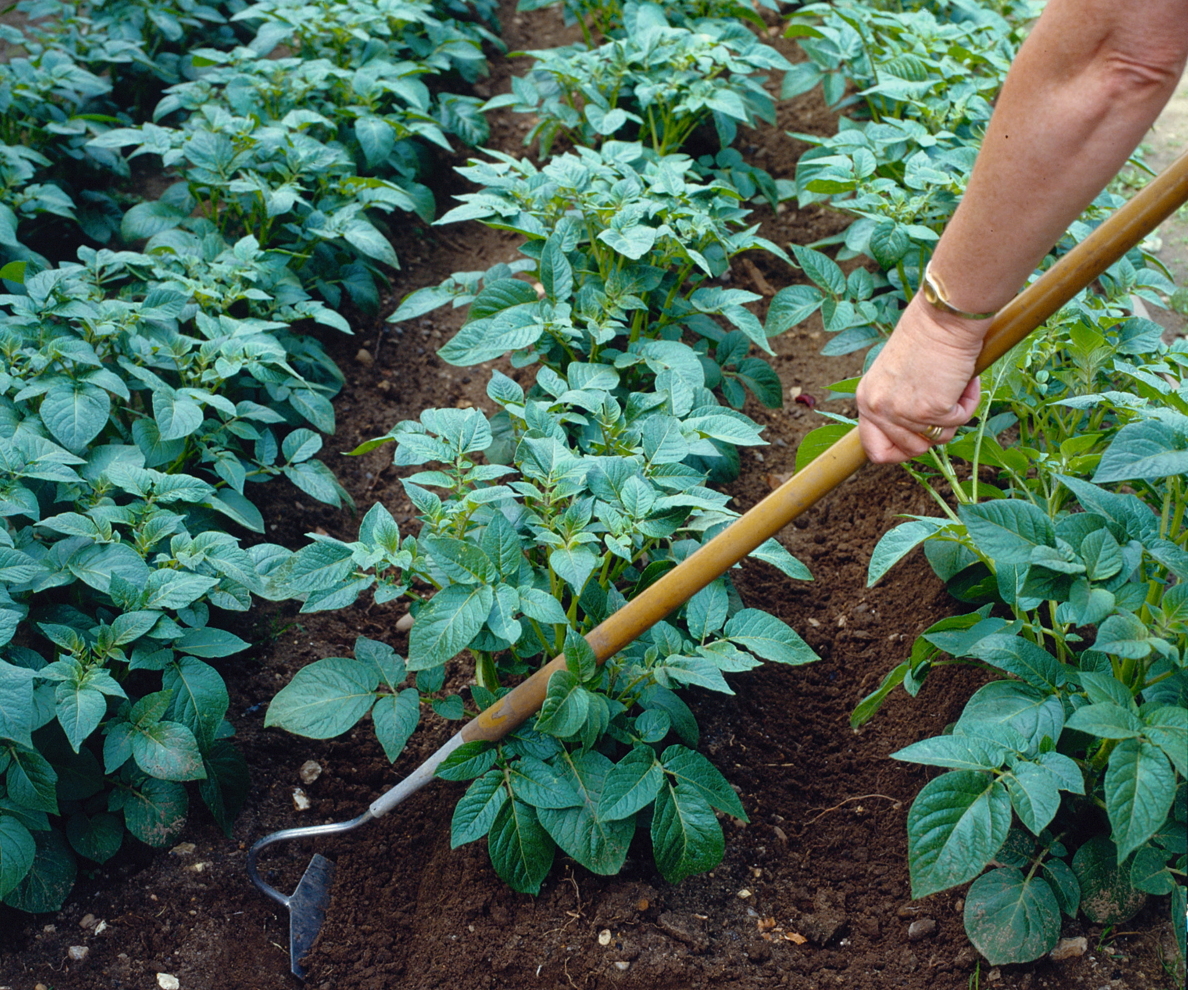 A gardener uses a hoe to drag soil around potato plants to earth them up