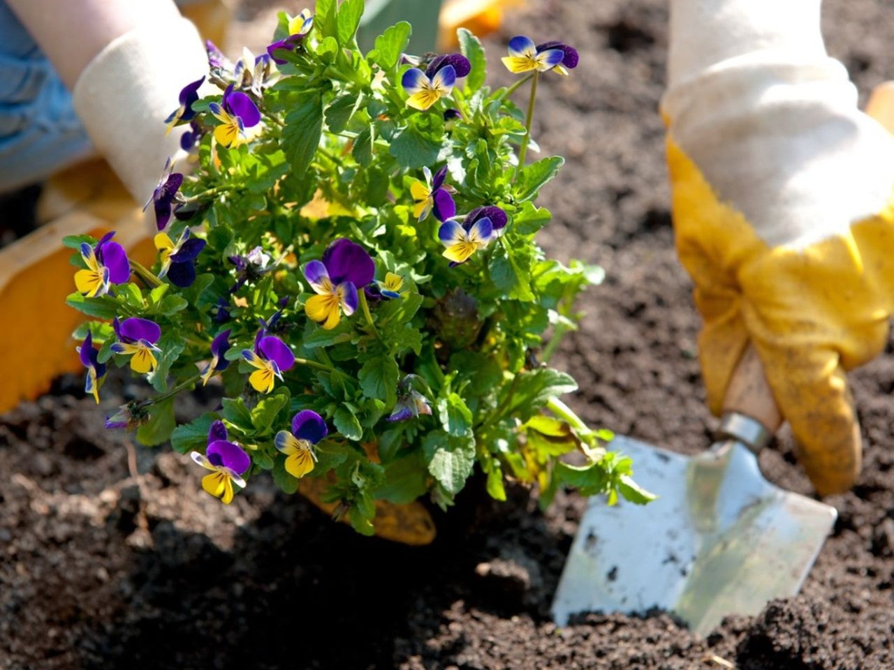 Gardener Planting Flowers In The Garden