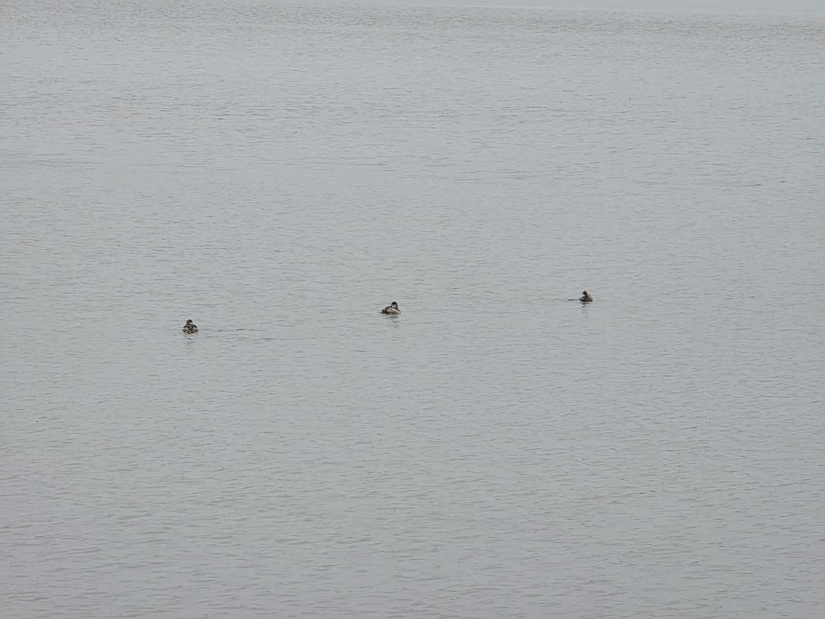 5x photo of ducks from Galaxy S25 Ultra