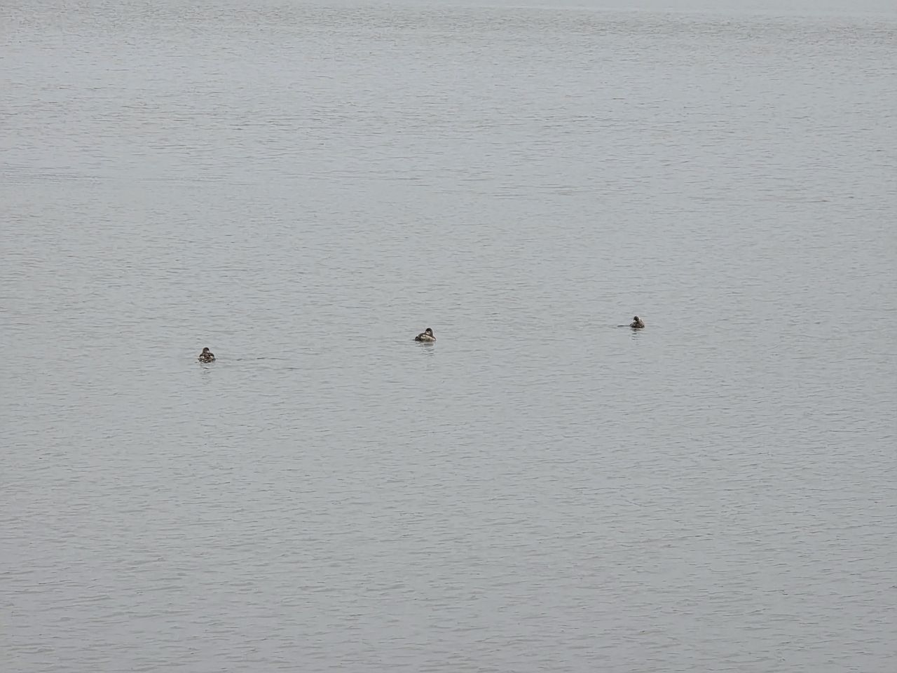 5x photo of ducks from Galaxy S25 Ultra