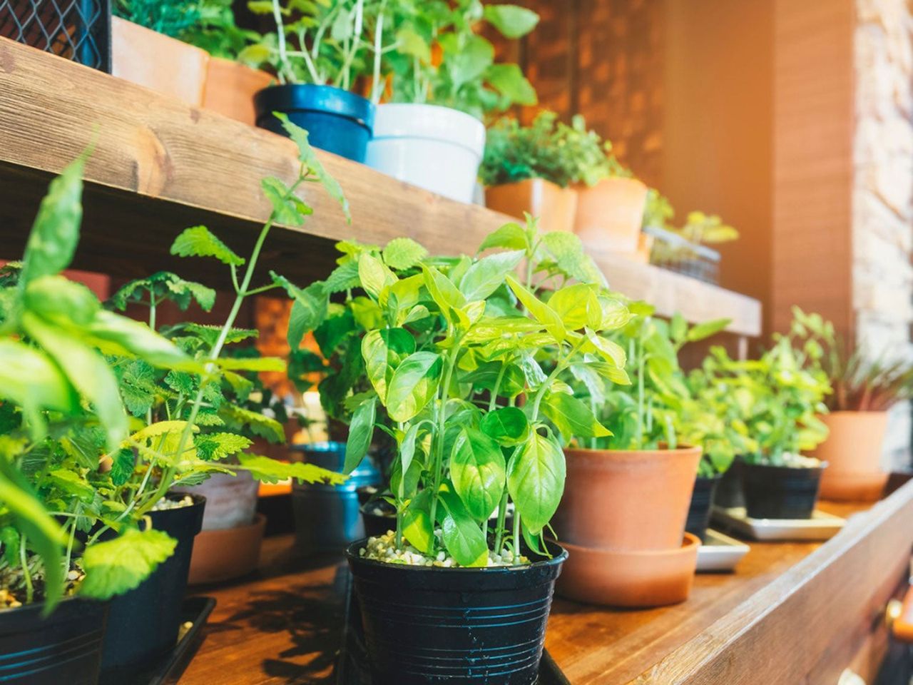 Indoor Potted Garden