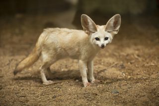 The fennec fox is the smallest member of the Canidae family.
