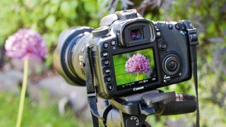 Home photography ideas: Frame-filling flower shots with a zoom lens