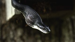 A snake with a large lump from food in its throat