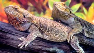 Two bearded dragons on top of each other