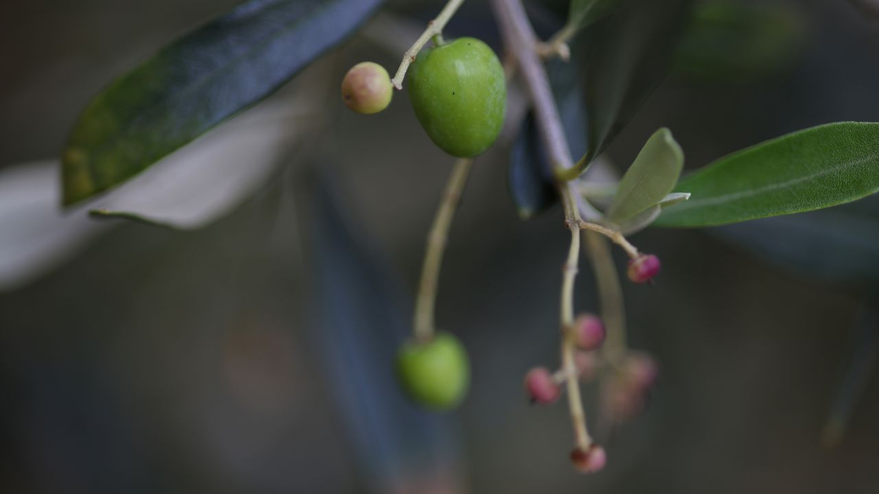 Canon RF 85mm f/2 Macro