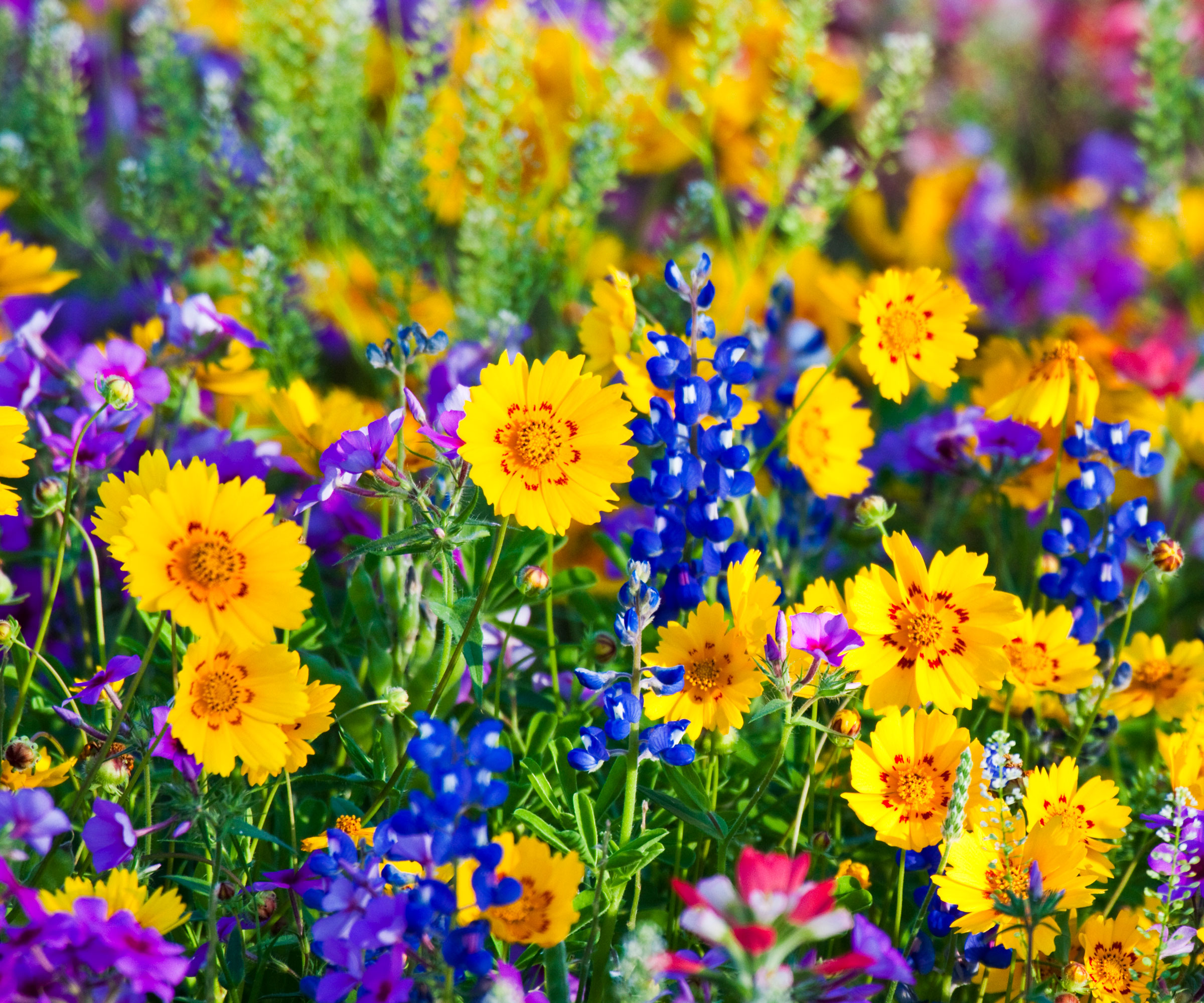 bright yellow tickseed growing amongst blue flowers in garden