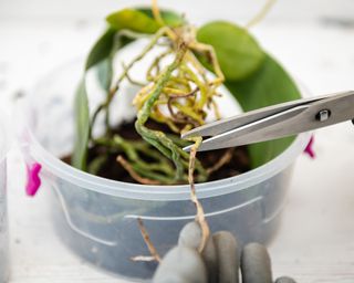 Trimming diseased orchid roots