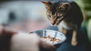 cat food shortage in u.s explained