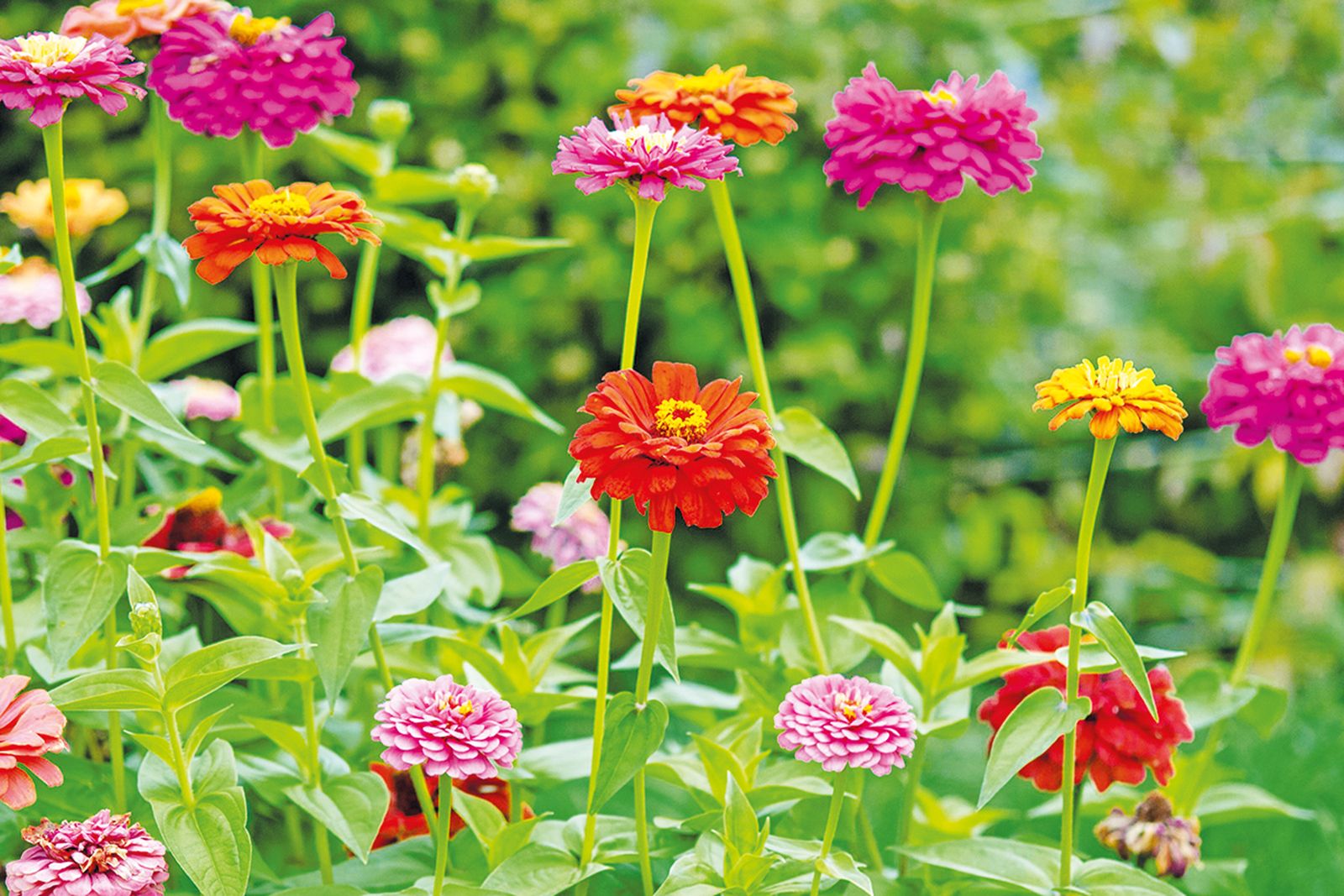 How to grow zinnias tips on planting, growing and caring for these