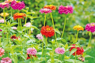 how to grow zinnias: annuals flower for one season
