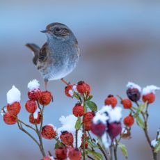 winter berry-bearing plant with bird
