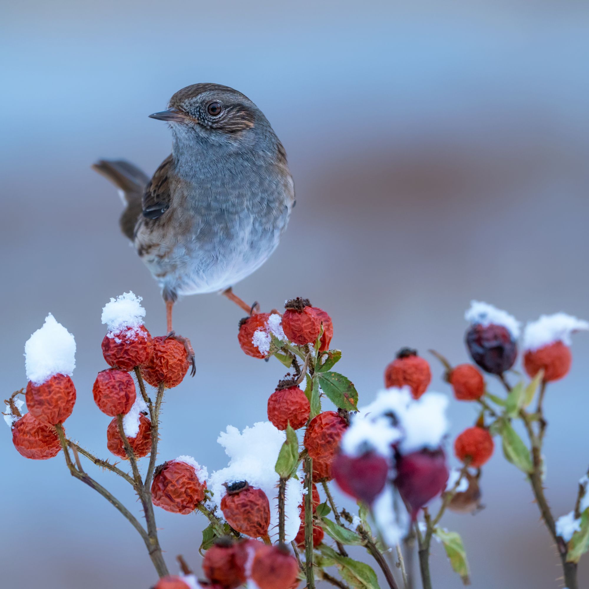 winter berry-bearing plant with bird