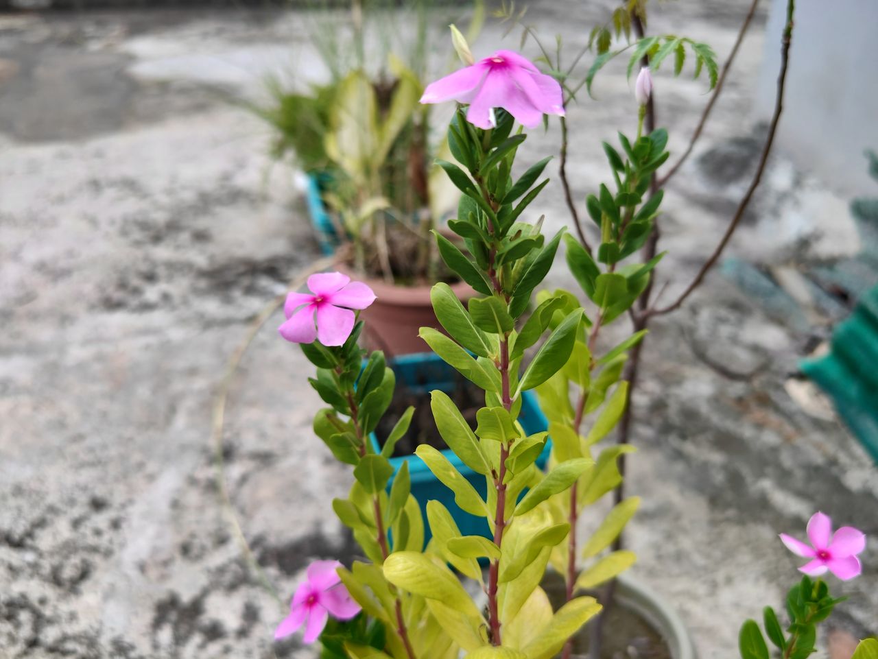 ZTE Axon 40 Ultra main camera sample